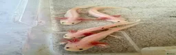 Axolotl reptiles for sale: Young axolotls for sale in Redhill - Advert 1