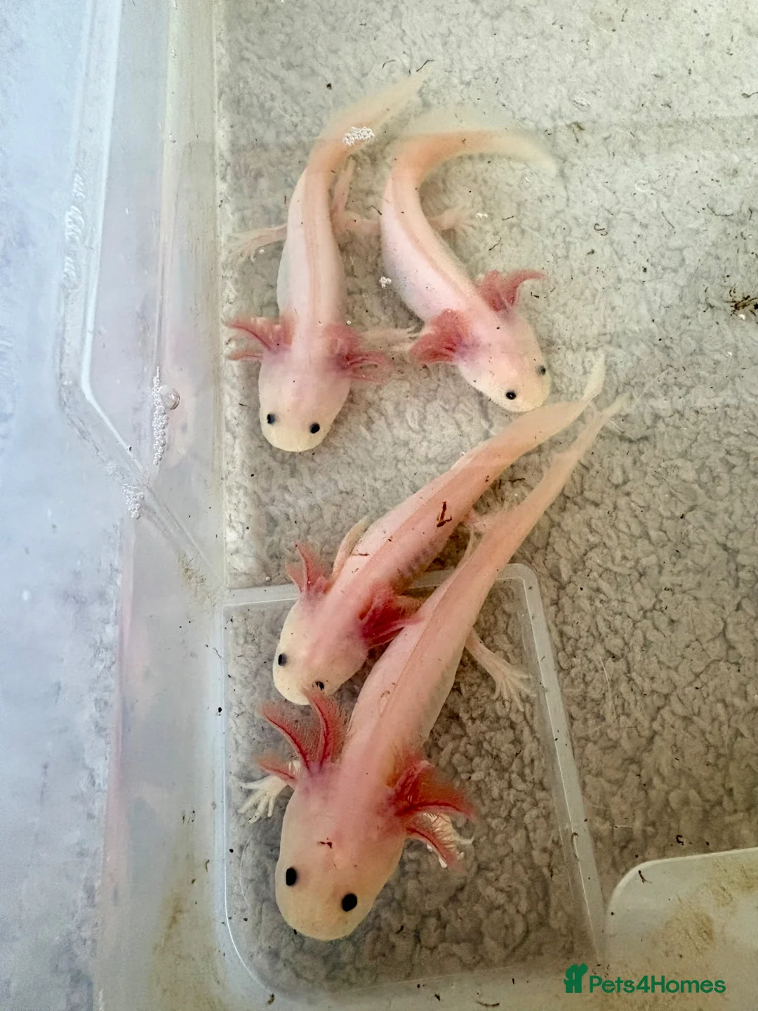 Axolotl reptiles for sale: Young axolotls for sale in Redhill - Advert 1