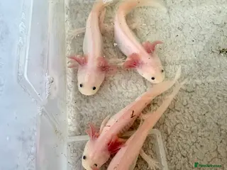 Axolotl reptiles Young axolotls for sale - Advert 7