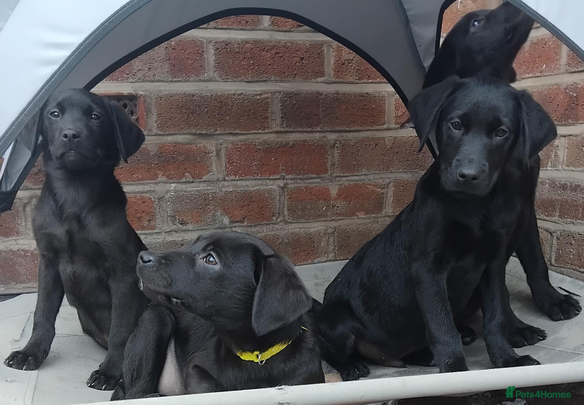 Labrador Retriever dogs 💥Price drop💥Stunning labrador puppies (Male) - Advert 14