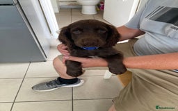 Cocker Spaniel dogs for sale: Cocker spaniels only 2 male’s available  - Image 3