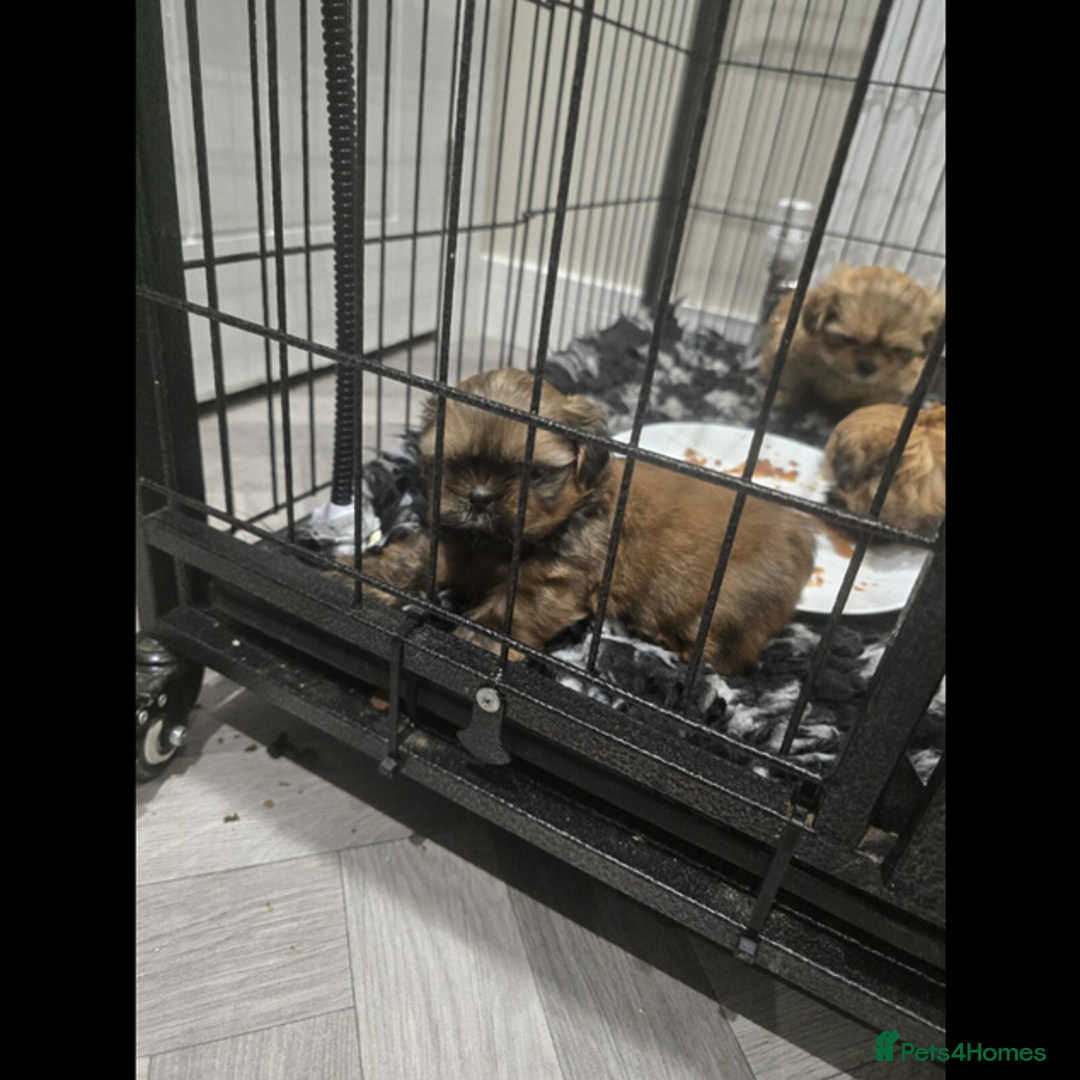 Shih Tzu dogs for sale: outstanding purebred Shih Tzu puppies ready to go - Advert 8