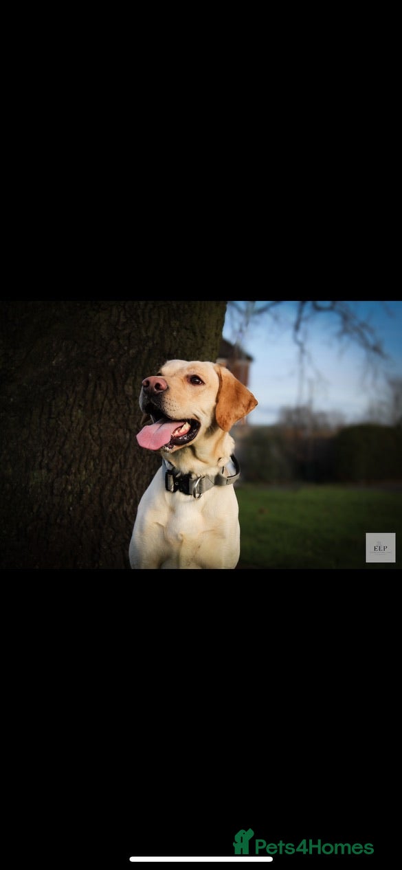 Labrador Retriever dogs KC Registered Yellow Labrador, Proven Stud  - Advert 17