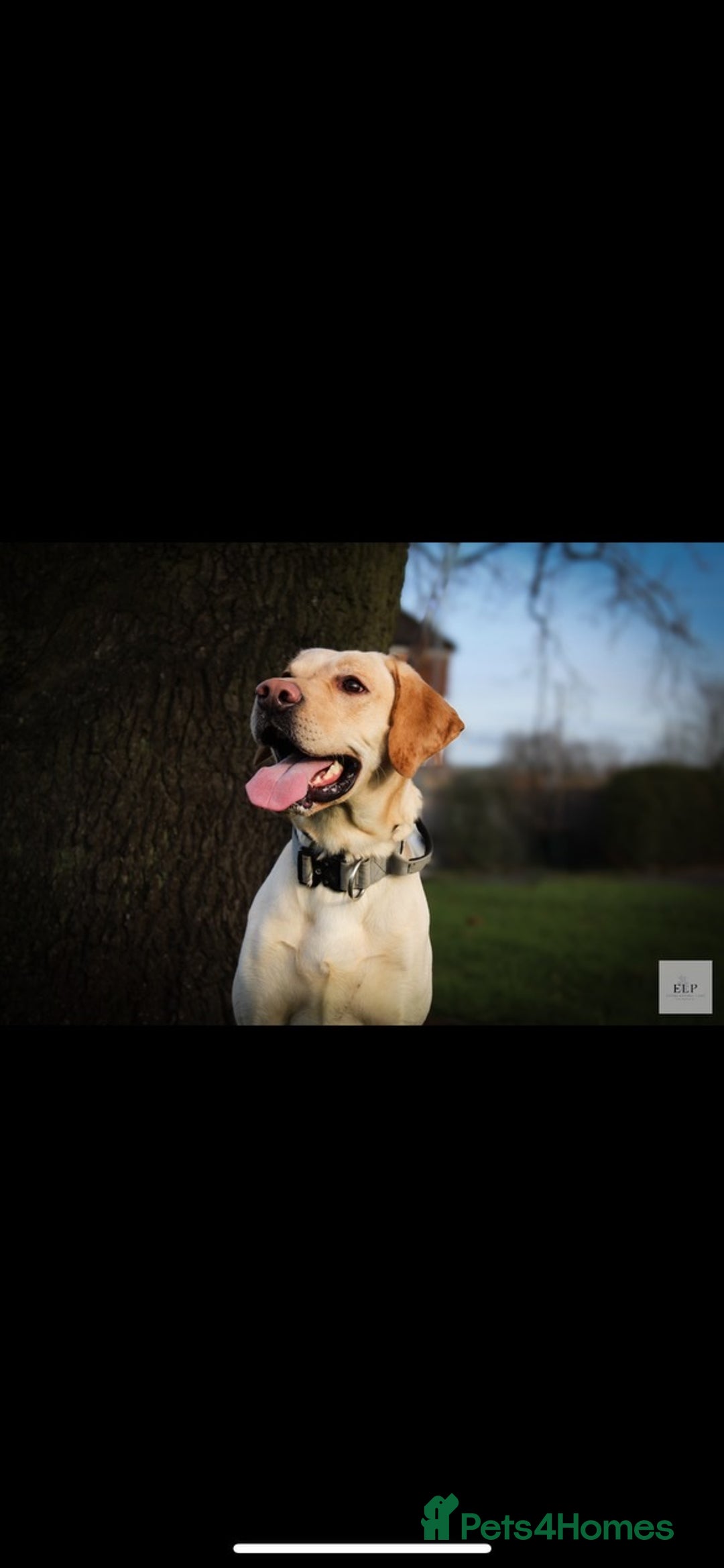 Labrador Retriever dogs for stud: KC Registered Yellow Labrador, Proven Stud  in Coalville - Advert 3