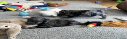 Doxiepoo dogs for sale: Stunning dachshund/poodle pups - Advert 16