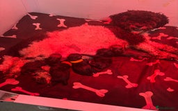 Chipoo dogs for sale: Stunning Chipoo Pups DNA Health Tested - Image 35