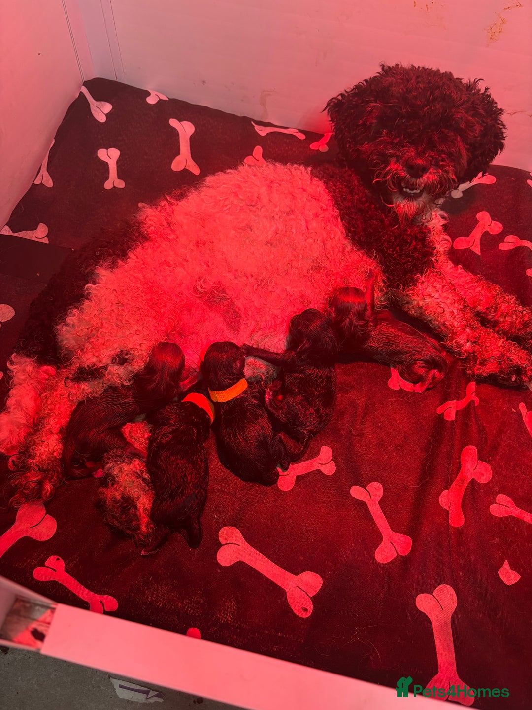 Chipoo dogs for sale: Stunning Chipoo Pups DNA Health Tested - Image 35