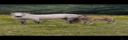 Connemara horses for sale: Dun Connemara filly  - Advert 3