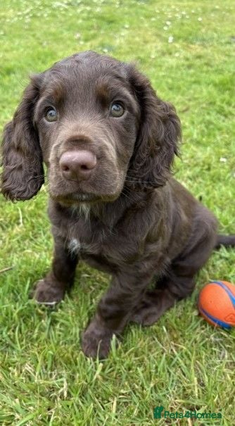Cocker Spaniel dogs 1 BOY 10 WEEKS KC REG WORKING COCKER PUPPY - Advert 2