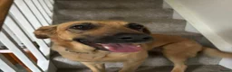 German Shepherd dogs for sale: Beautiful German Shepherd Cross Puppies - Advert 17