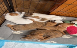 Jack Russell dogs for sale: beautiful jack Russell puppies - Image 1