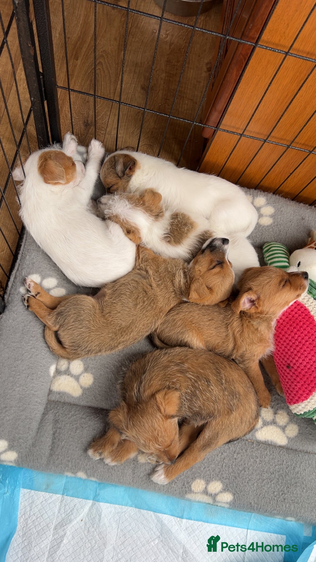 Jack Russell dogs for sale: beautiful jack Russell puppies - Image 1