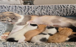 Mixed Breed cats for sale: 3 kittens looking for new families  - Image 10