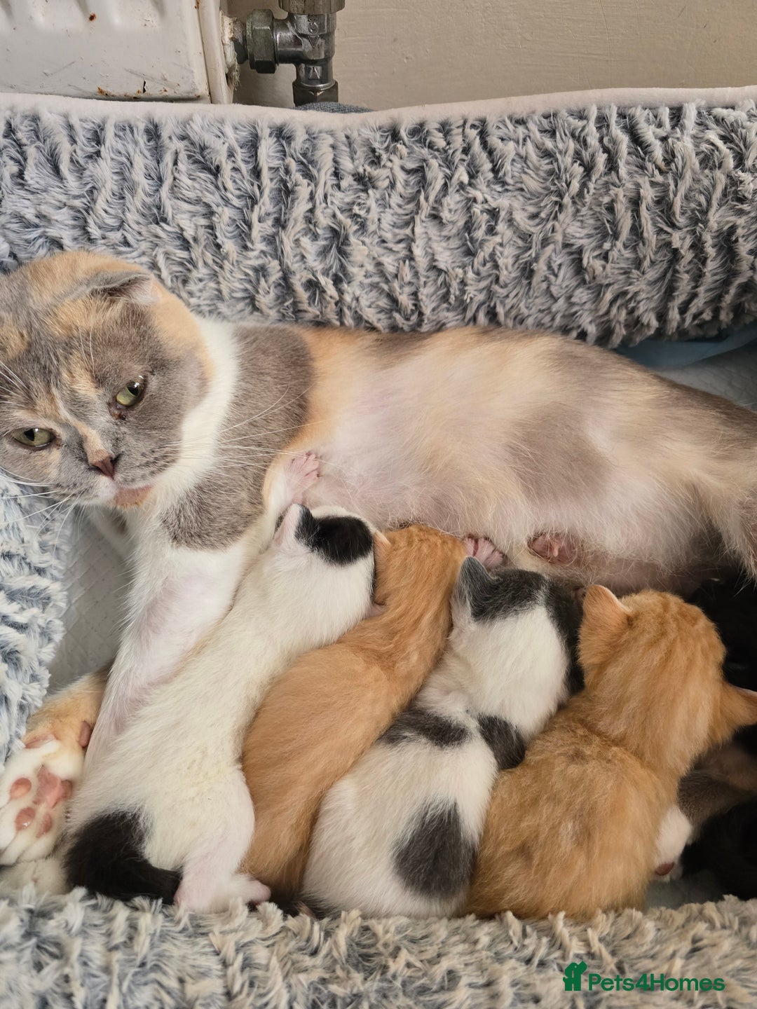 Mixed Breed cats for sale: 3 kittens looking for new families  - Image 10