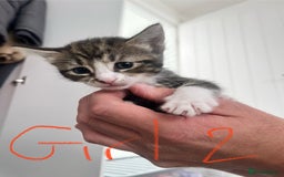 Mixed Breed cats for sale: 8 Gorgeous kittens looking for their forever homes - Image 17