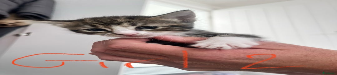 Mixed Breed Kitten 6