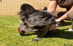 French Bulldog dogs for sale: REDUCED to £1000!!!Fluffy Frenchies in Edinburgh - Image 4
