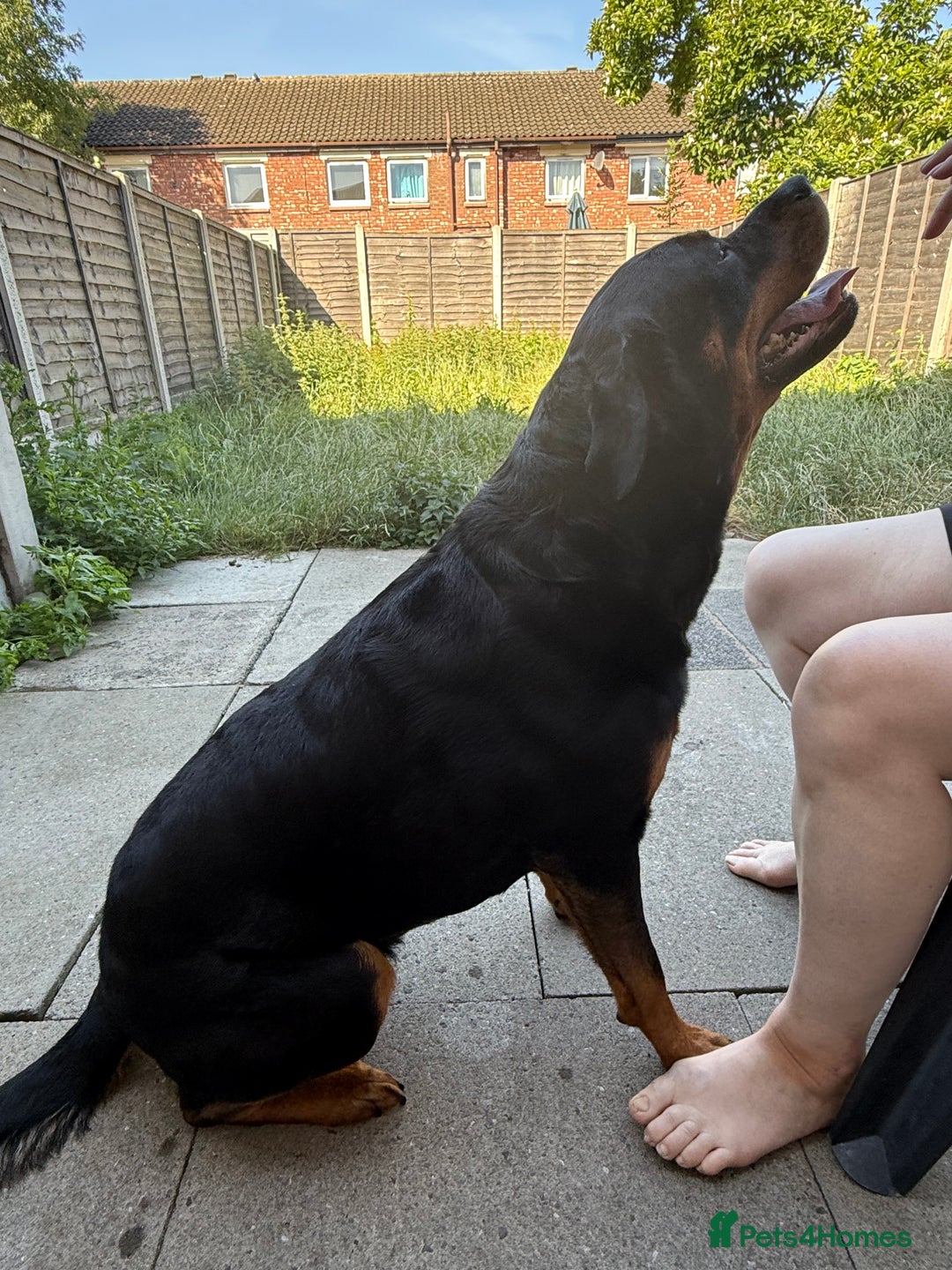 Rottweiler dogs for sale: 3 year old female Rottweiler  - Image 3
