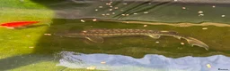 Koi Carp fish for sale: Koi and sturgeon fish - Advert 4