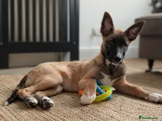 Mixed Breed dogs Belgian Malinois x Border Collie - Advert 10