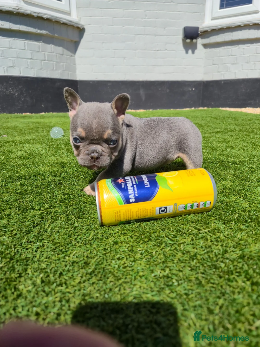 French Bulldog dogs for sale: Top Quality KC Registered French Bulldog 2x Micro  in Bournemouth - Advert 2