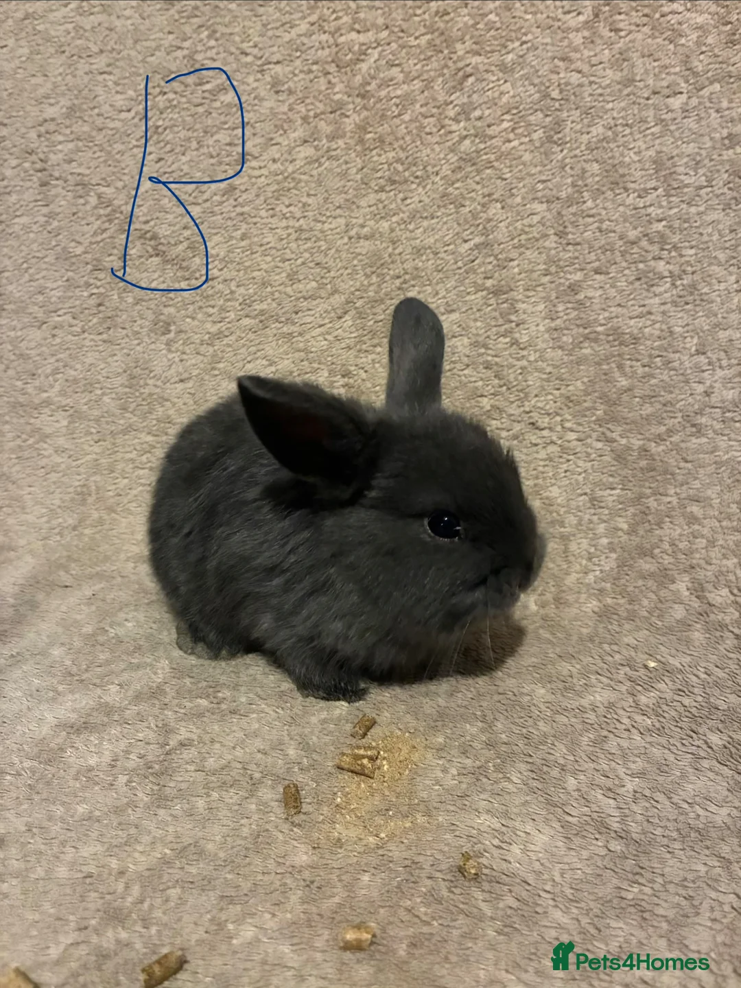 Mini Lop rabbits for sale: Pure bred mini lops  - Advert 6