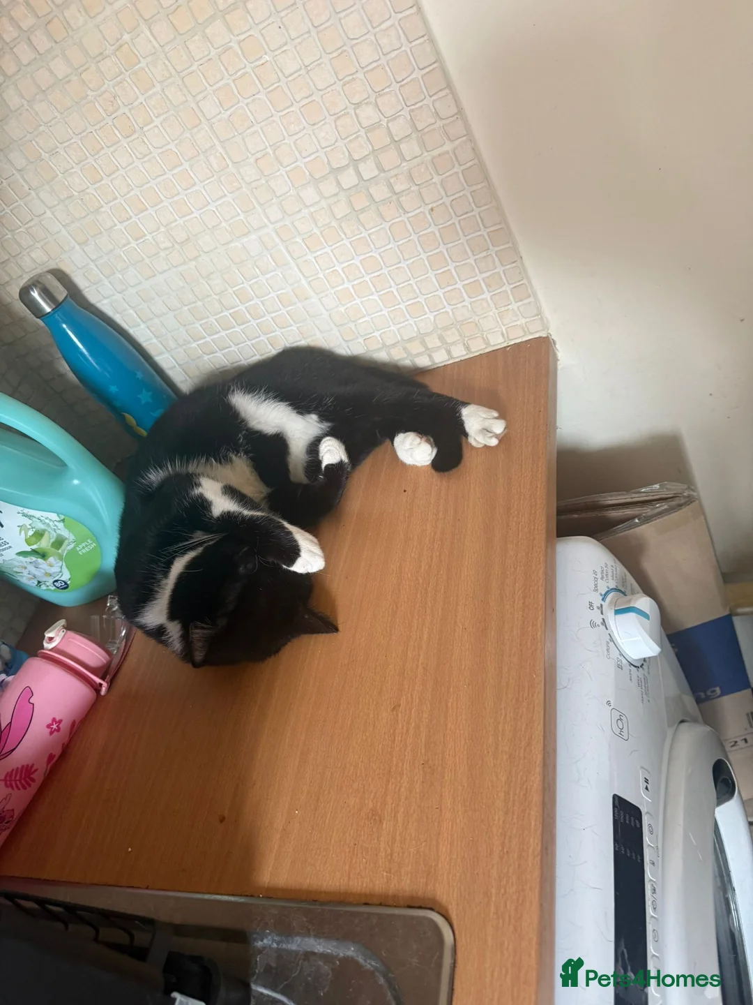 Mixed Breed cats for sale: Max is A Black and white cat  - Advert 6