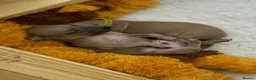 Italian Greyhound dogs for sale: KC registered Beautiful pups - Advert 23