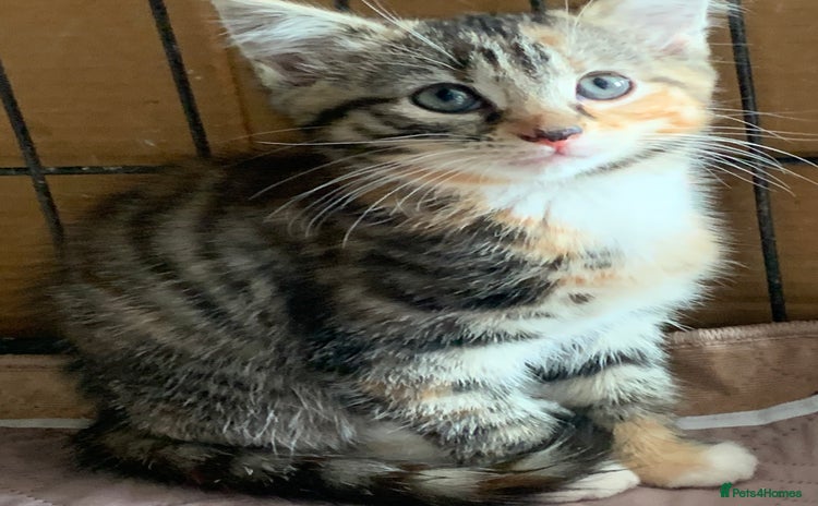 Mixed Breed cats - Advert 2