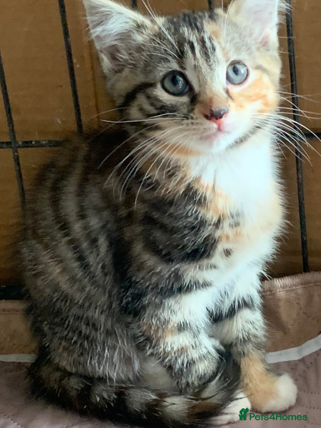 Mixed Breed cats for sale: Beautiful playful kittens  - Image 1