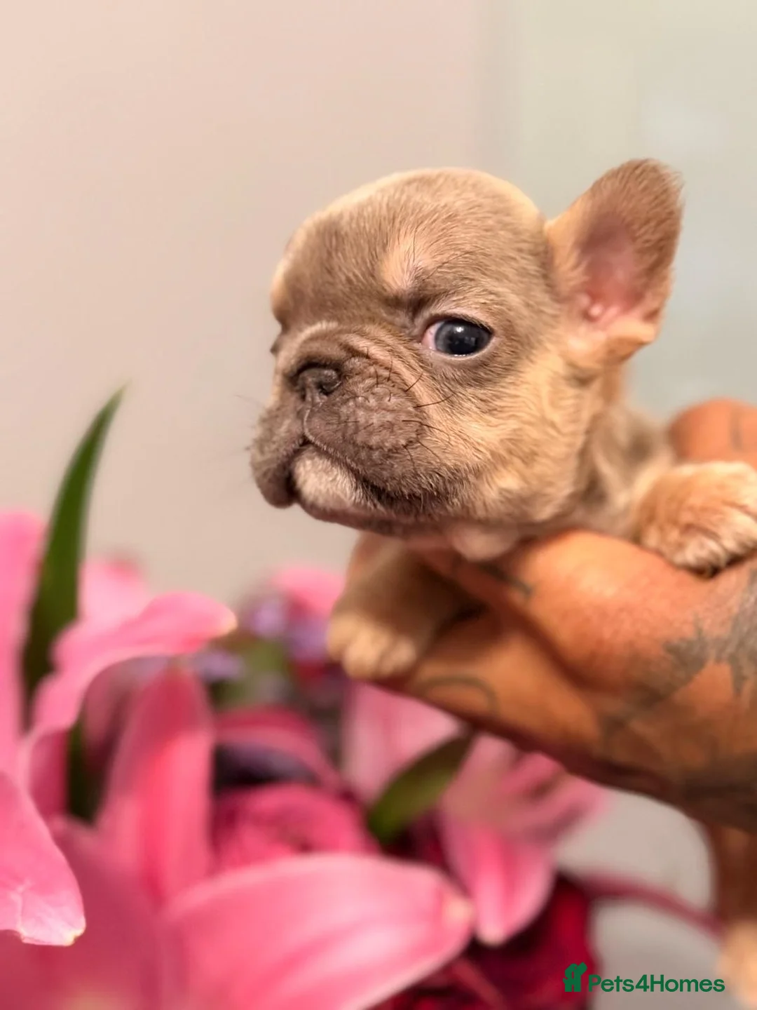 French Bulldog dogs for sale:  💙🦁Fluffy visual French bulldog Reduced!!🏡 - Advert 23