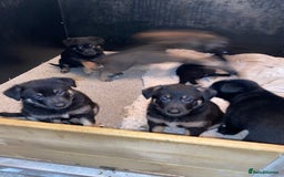 German Shepherd dogs for sale: Outstanding German shepherd pups  - Advert 3