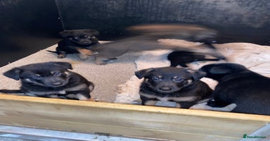 German Shepherd dogs Outstanding German shepherd pups  - Advert 3