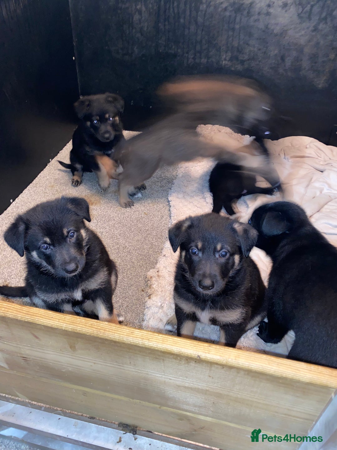 German Shepherd dogs for sale: Outstanding German shepherd pups  - Advert 3
