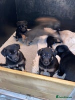 German Shepherd dogs Outstanding German shepherd pups - Advert 3