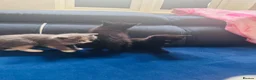 British Shorthair cats for sale: Beautiful Kittens Looking for Loving Homes  in Reading - Advert 7