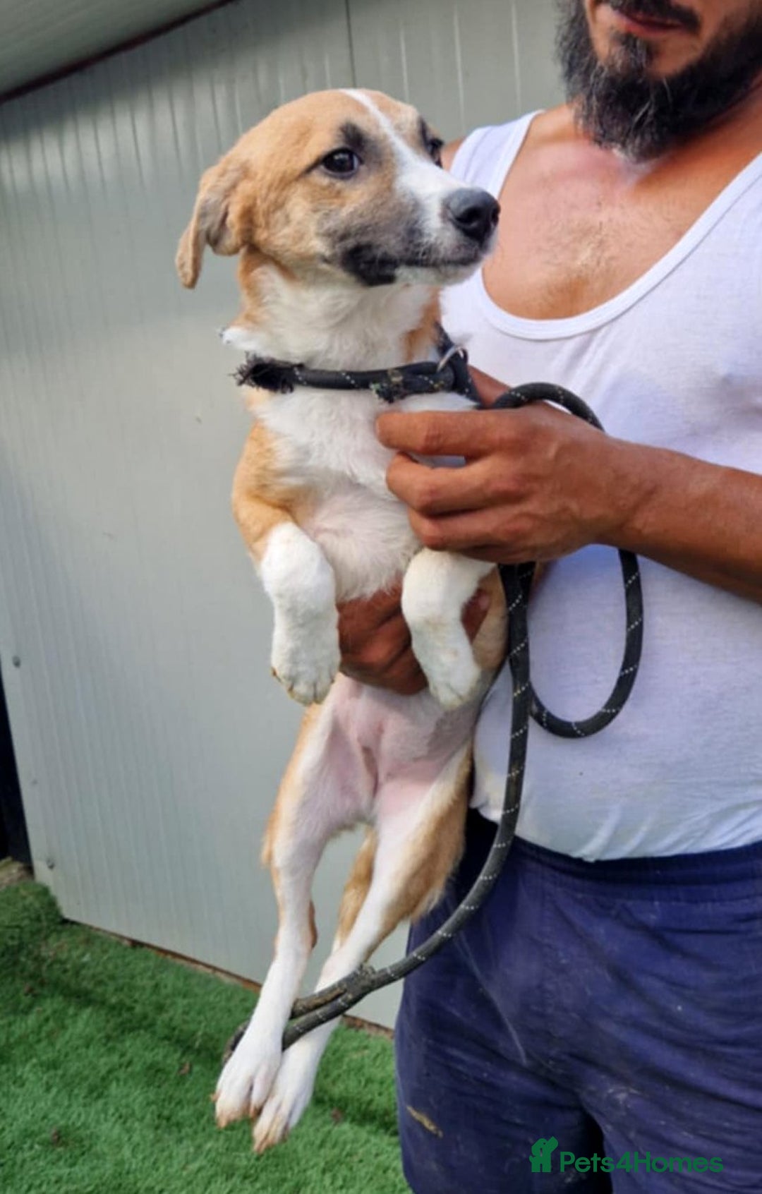 Mixed Breed dogs for adoption: 🐾 Rosie – a girl with a heart full of love 🐾 - Image 4