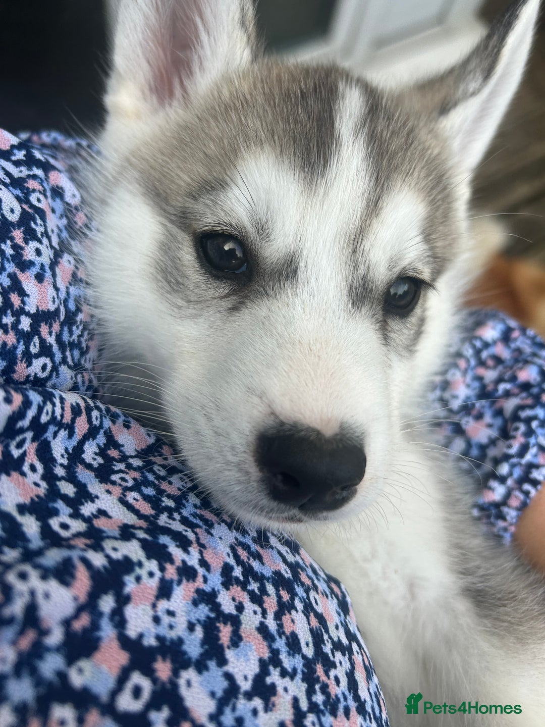 Siberian Husky dogs for sale: Full Pedigree Siberian Husky/Huskies puppies  in Blackpool - Image 14