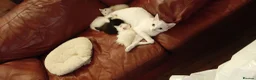British Shorthair cats for sale: 4 super cute fluffy kittens  - Advert 20