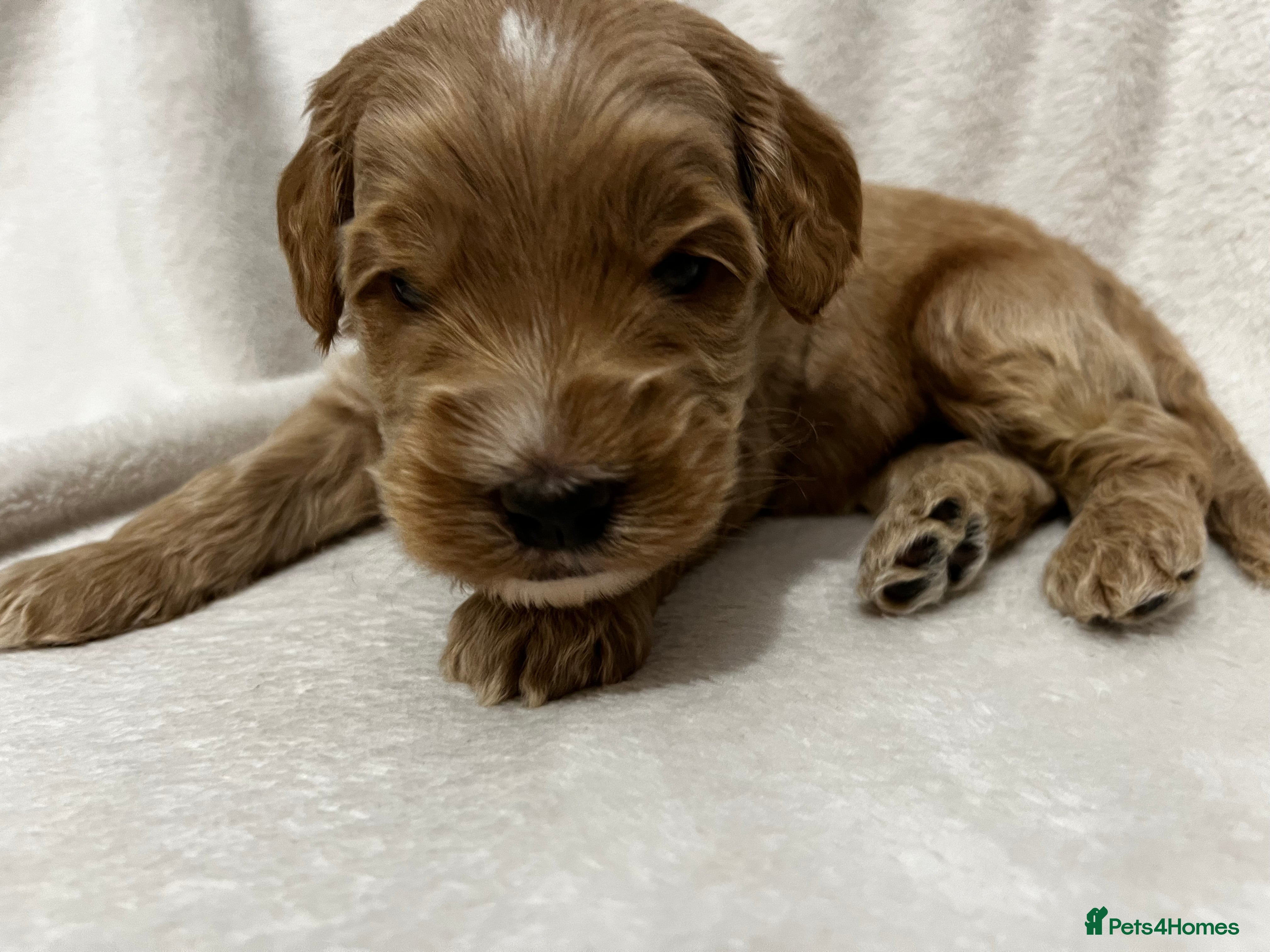 Australian Labradoodle dogs Red and Caramel Australian Labradoodle Puppies  - Advert 1