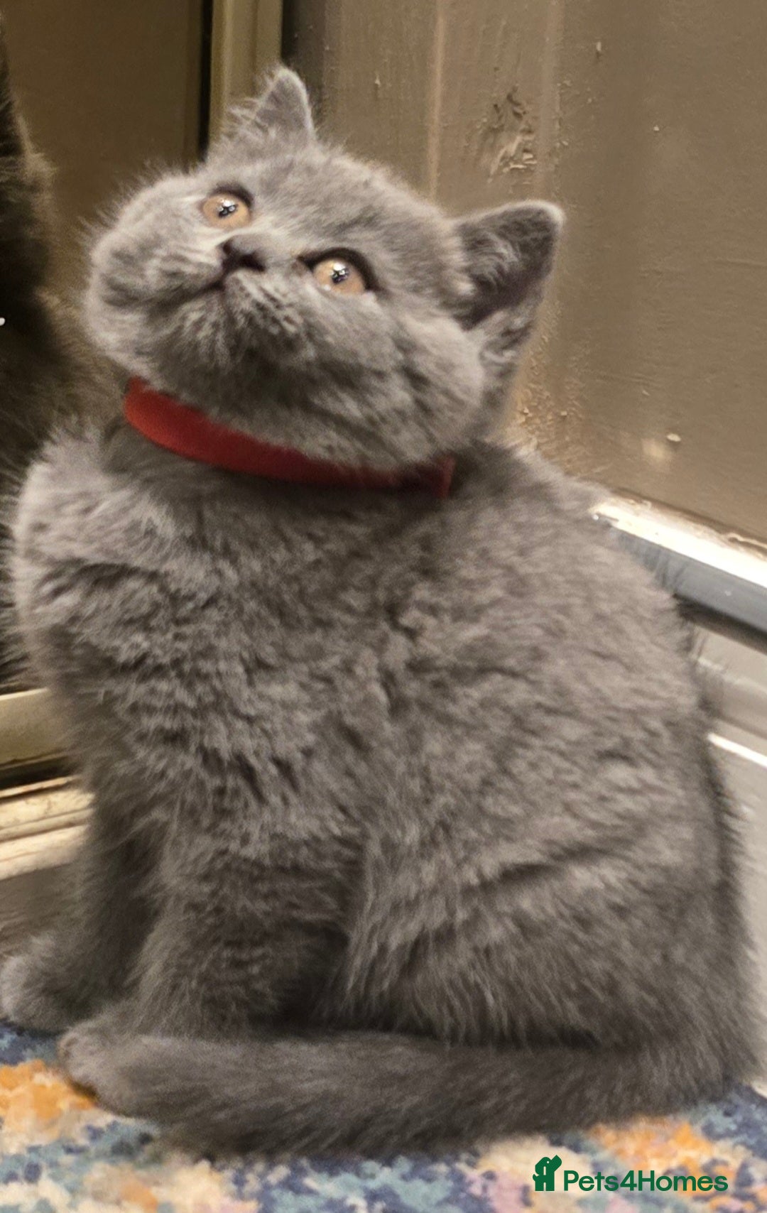 British Shorthair cats Adorable British Shorthair Kittens  - Advert 2