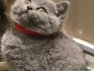 British Shorthair cats Adorable British Shorthair Kittens - Advert 2