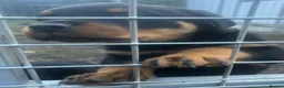 Rottweiler dogs for sale: Beautiful Rottweiler puppy’s - Advert 9