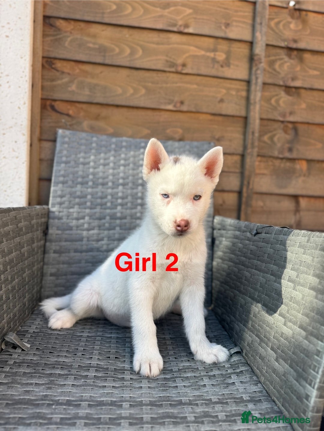 Siberian Husky dogs for sale: Siberian Husky  - Image 5