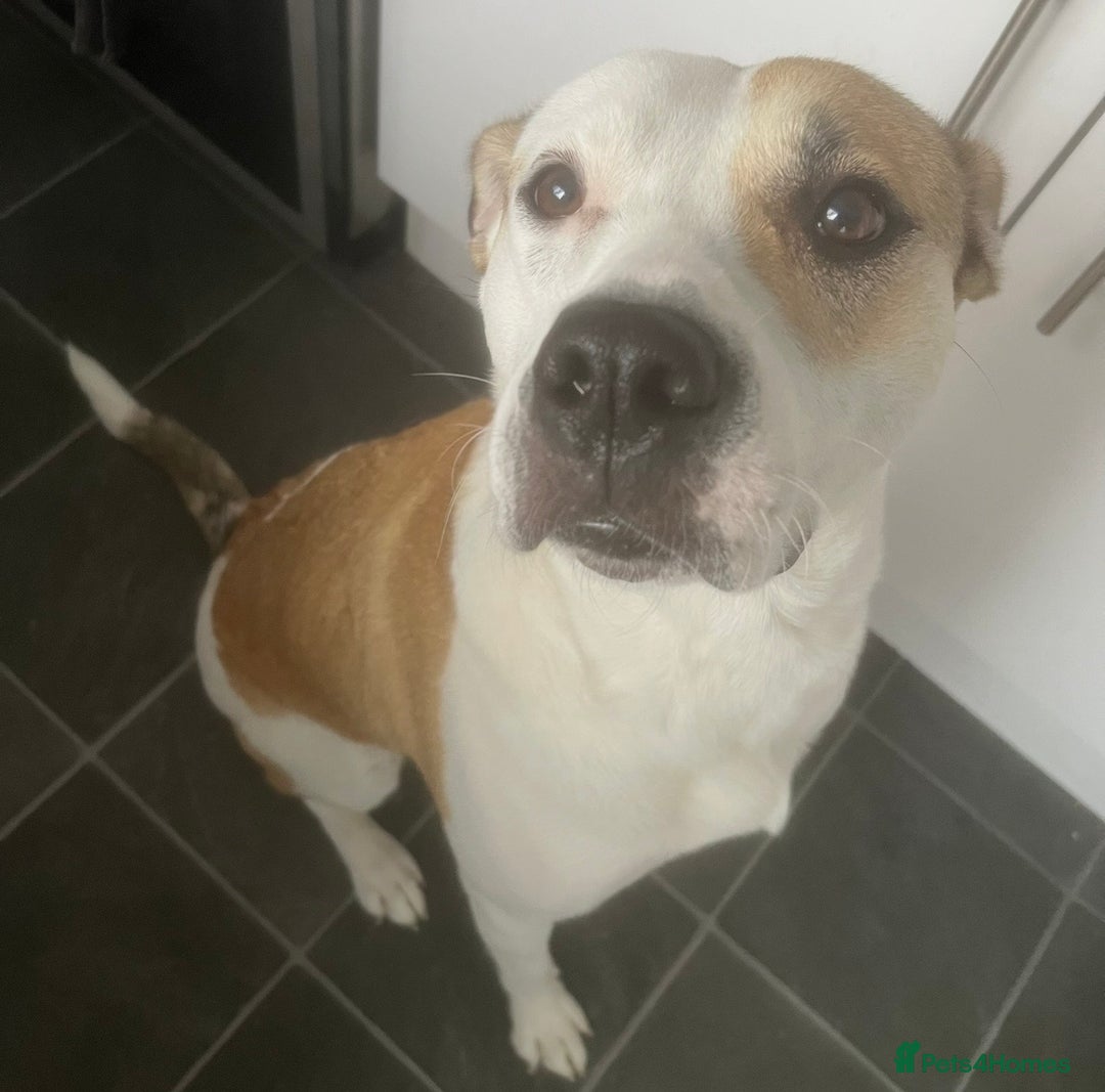 Mixed Breed dogs for sale: Staffy X Husky Pixie. - Image 2