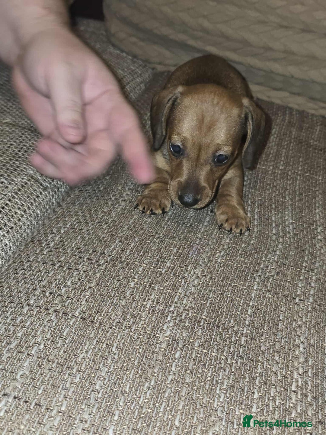 Miniature Dachshund dogs for sale: 3 Fat Little Minature Dacshund Puppies - Image 7