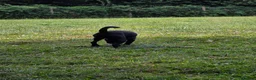 Patterdale Terrier dogs for sale: My beautiful patterdale Nipper - Advert 3