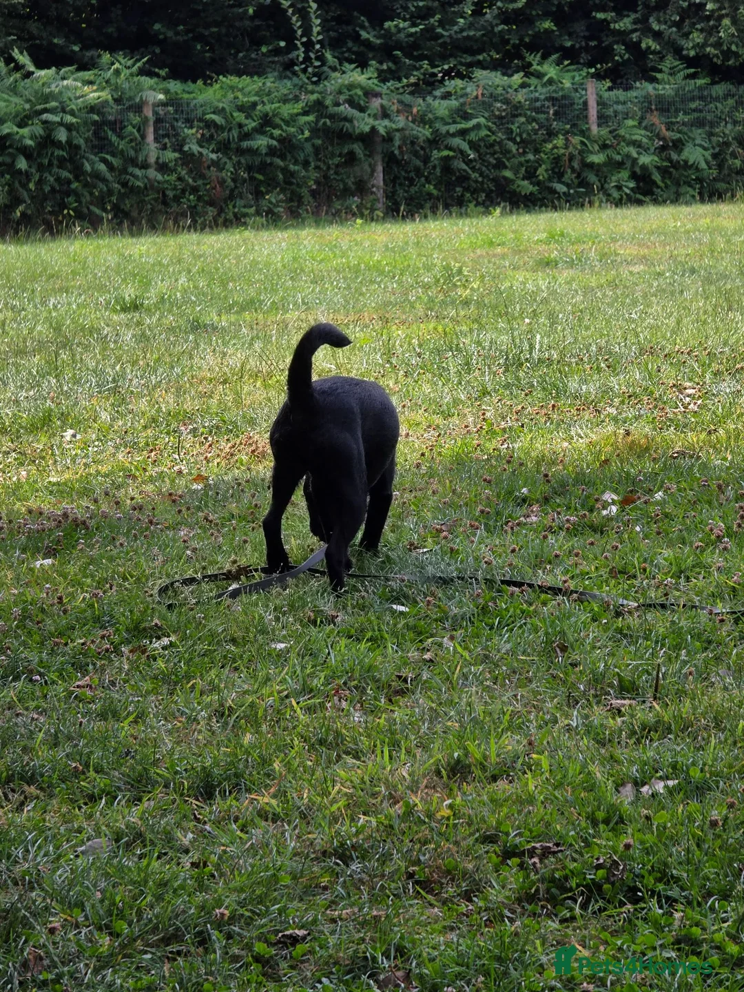 Patterdale Terrier dogs for sale: My beautiful patterdale Nipper - Advert 3