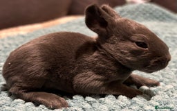 Rex rabbits for sale: Two beautiful rabbit litters - Image 25