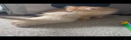 British Shorthair cats for stud: Golden tipped British shorthair  - Advert 3